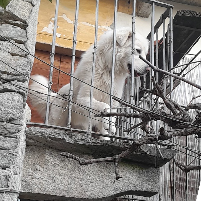foto-cane