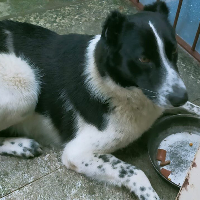 foto-adottato