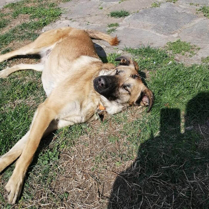 foto-adottato