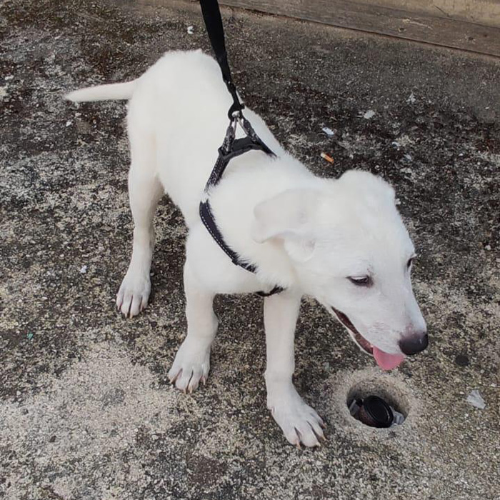 foto-cane