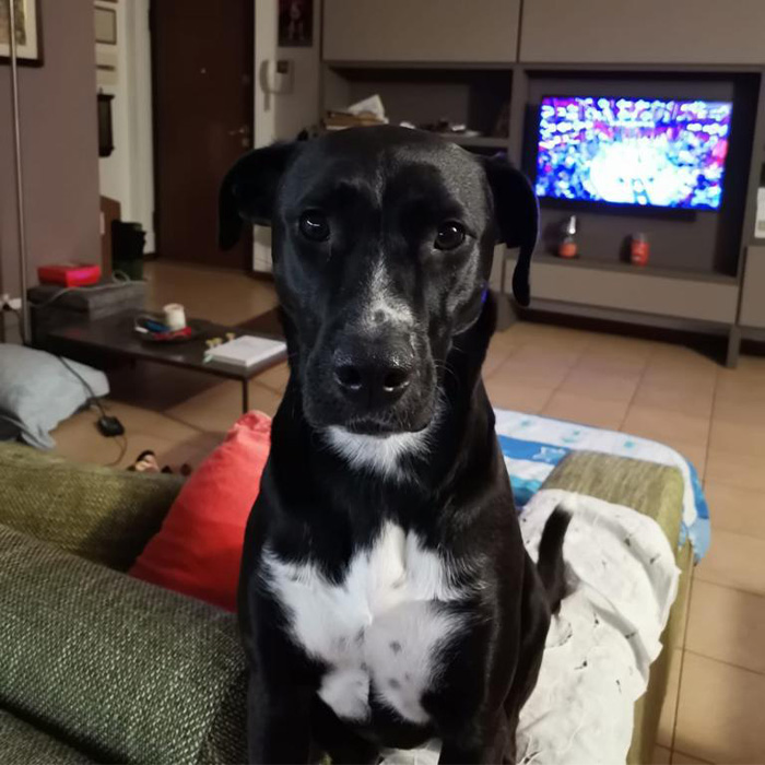 foto-adottato