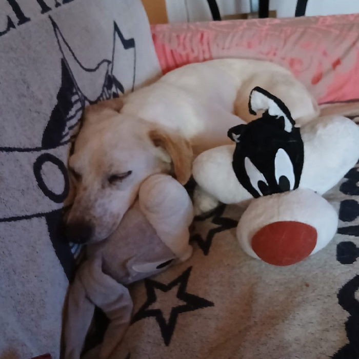foto-cane