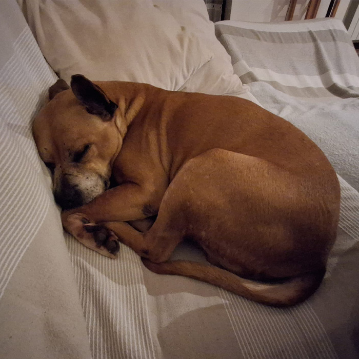 foto-cane