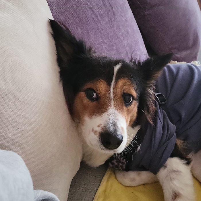 foto-cane