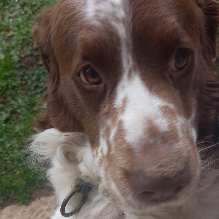 foto-cane