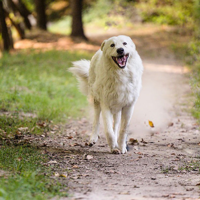 foto-cane