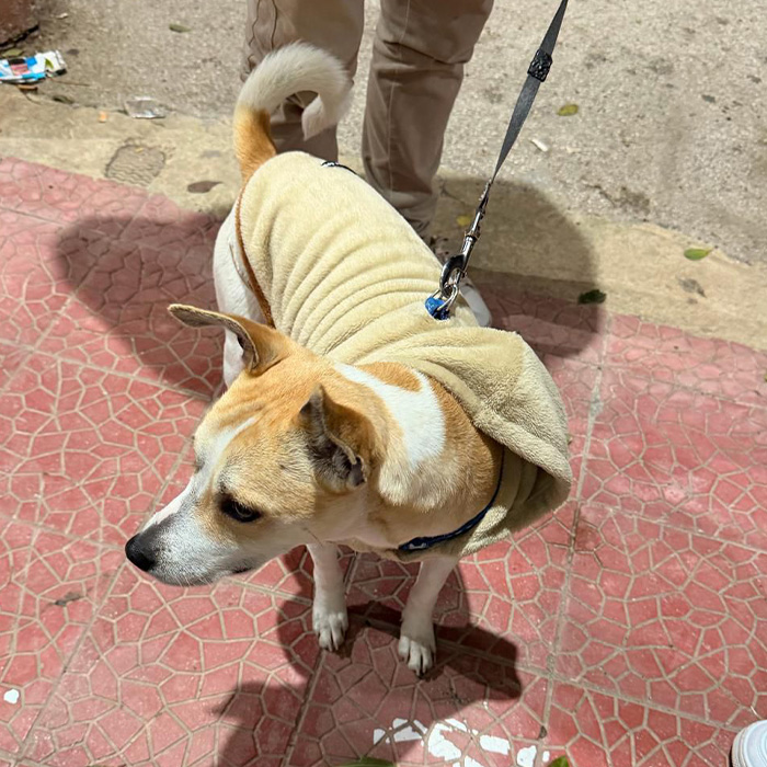 foto-cane