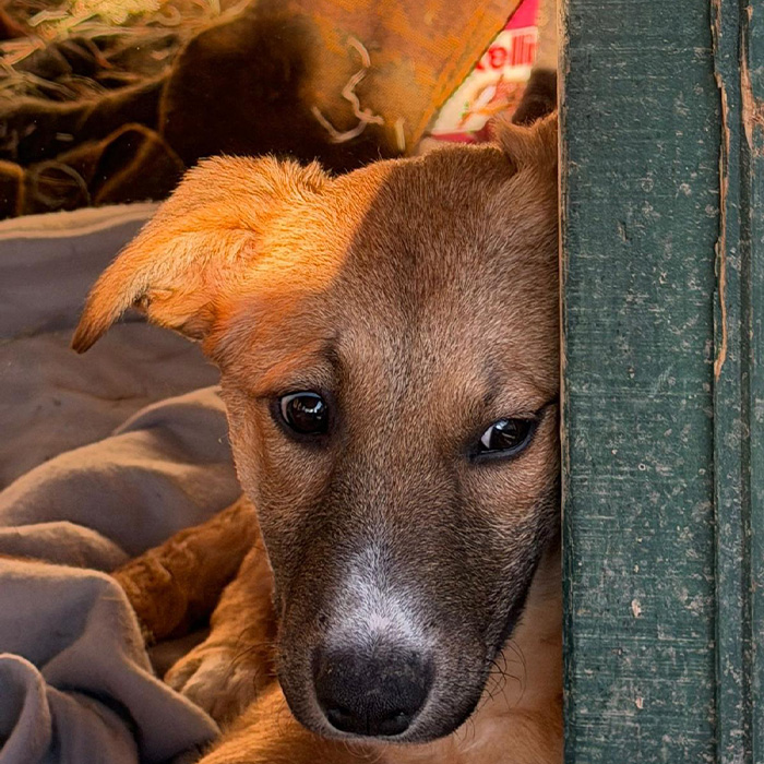 foto-cane
