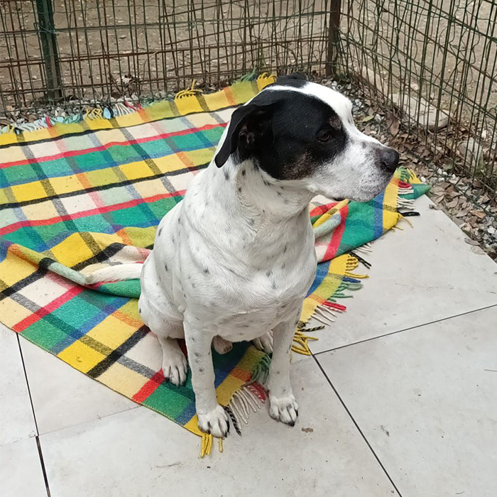 foto-cane