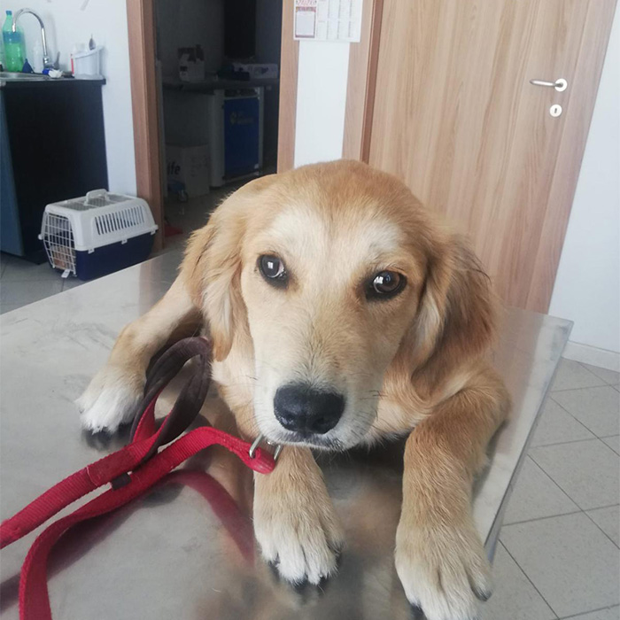 foto-cane