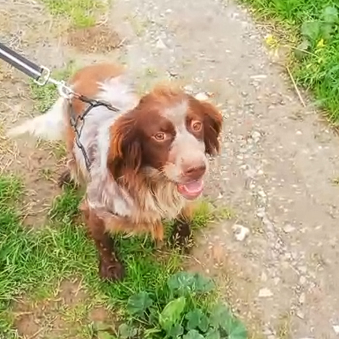 foto-cane