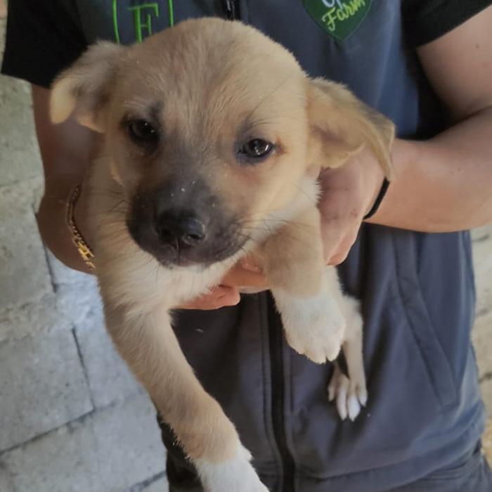 foto-cane