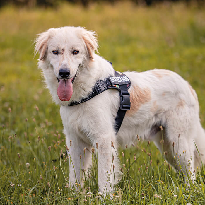 foto-cane