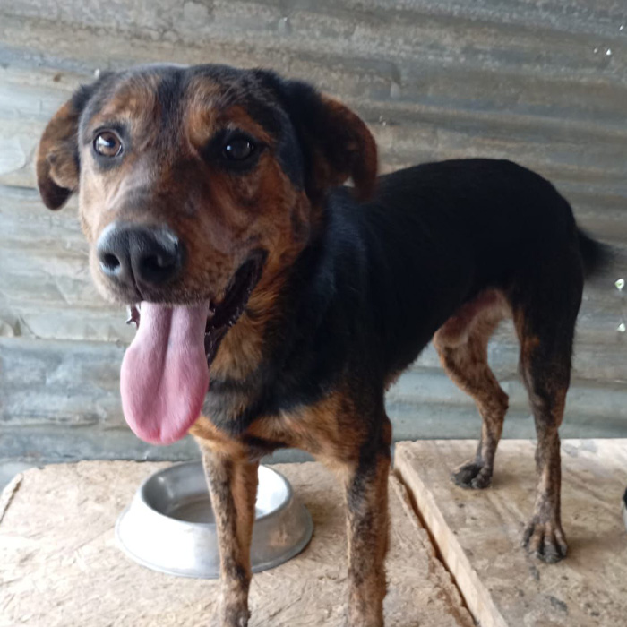 foto-cane