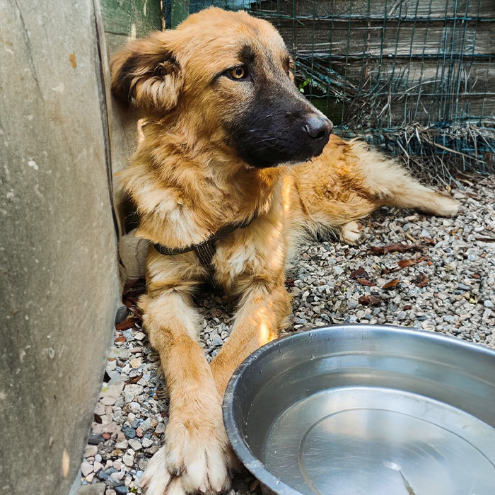 foto-cane