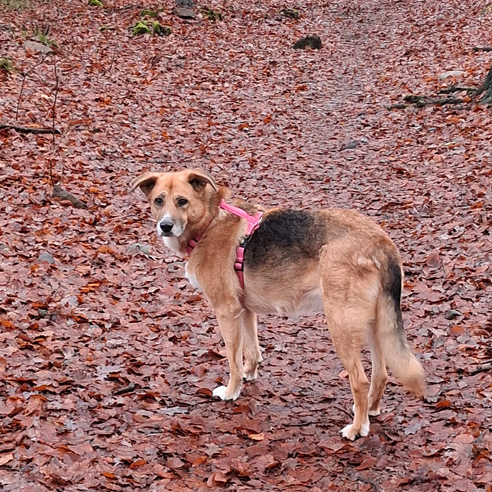 foto-cane