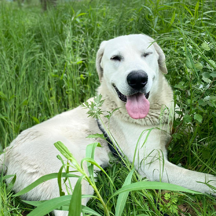 foto-cane