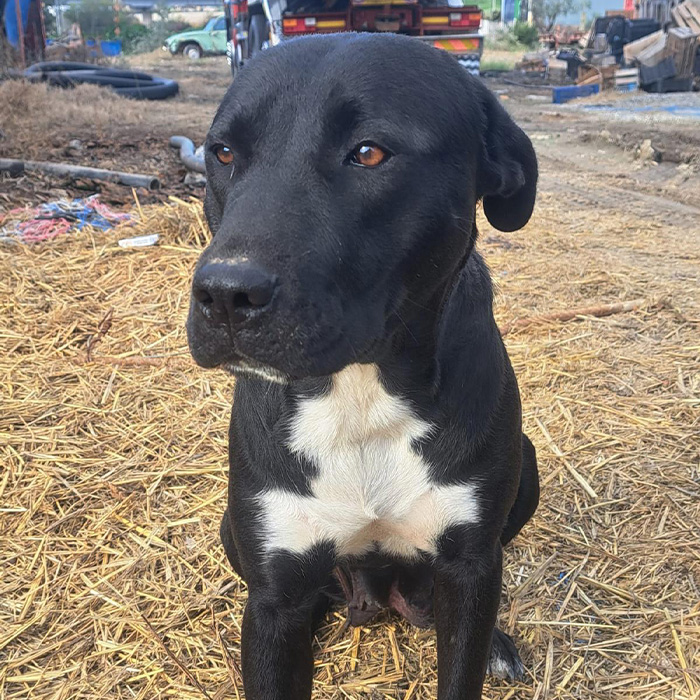 foto-cane