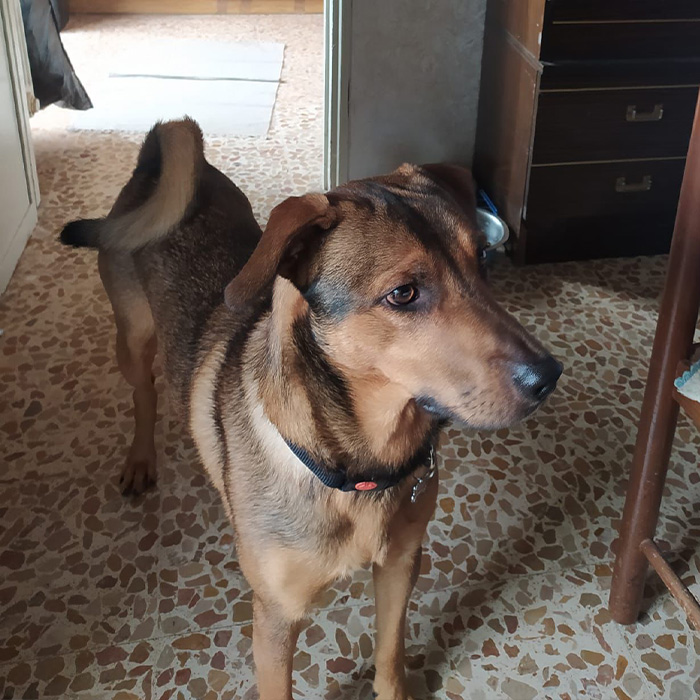 foto-cane