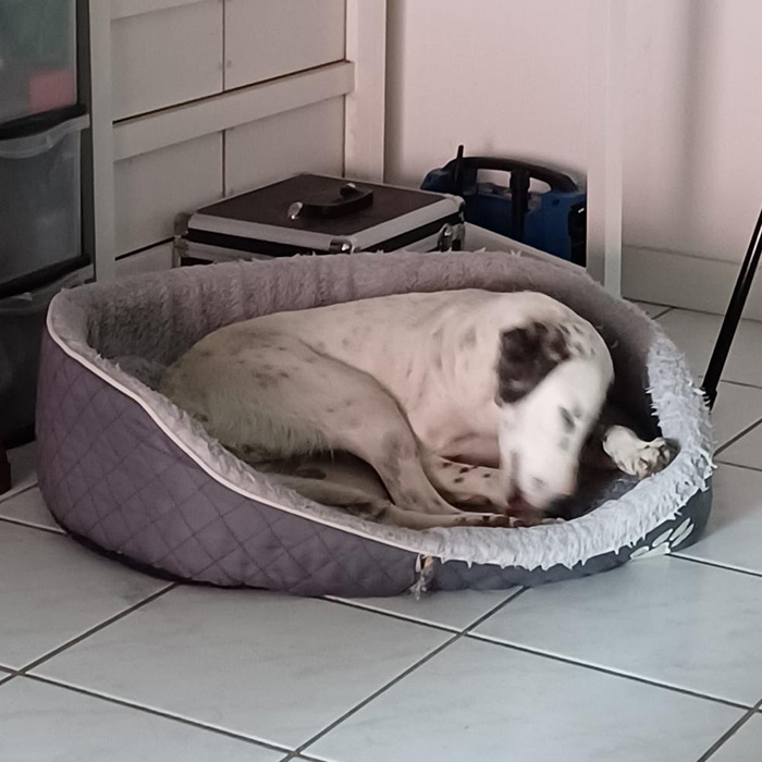 foto-cane