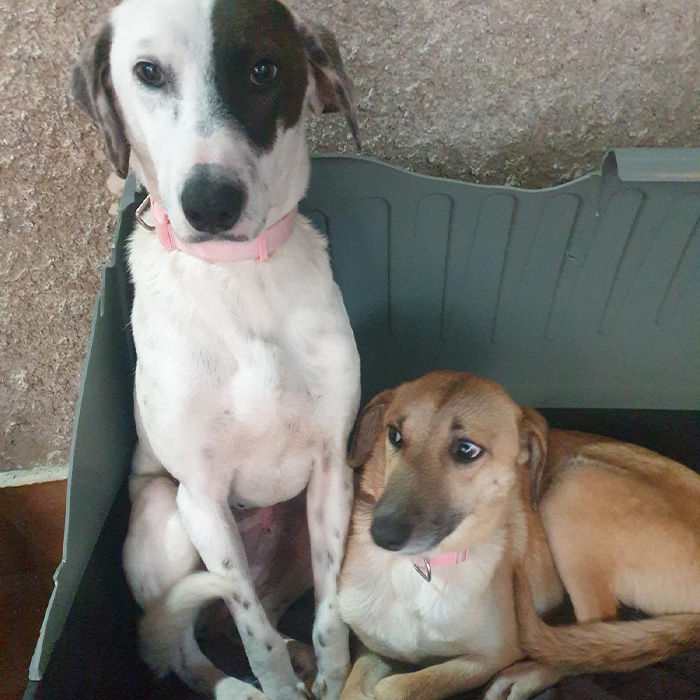 foto-cane