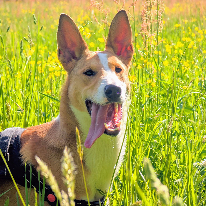 foto-cane