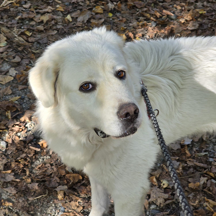 foto-cane