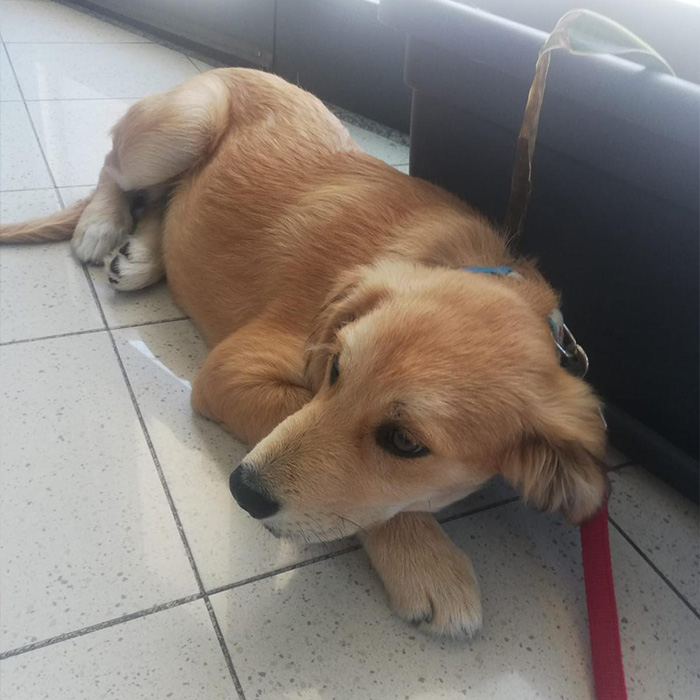 foto-cane