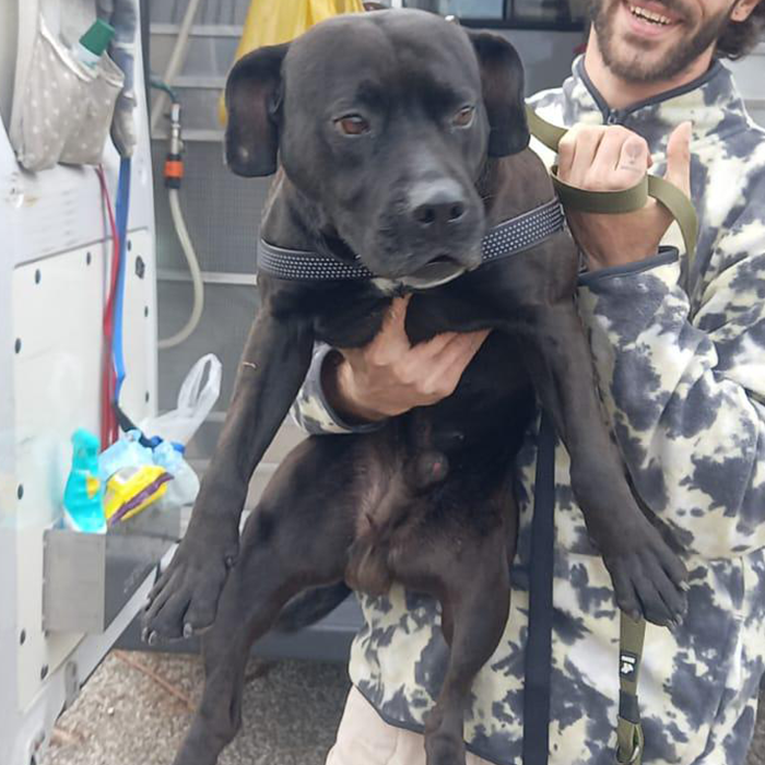 foto-cane