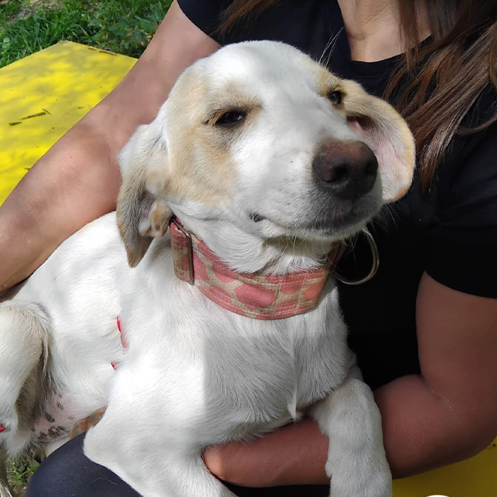 foto-cane
