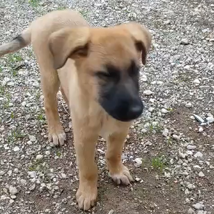 foto-cane