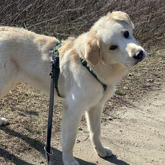 foto-cane