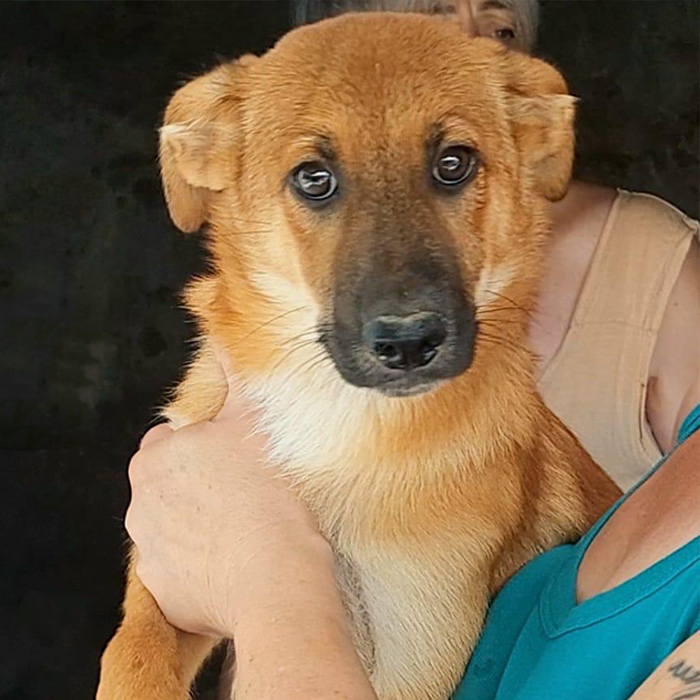 foto-cane